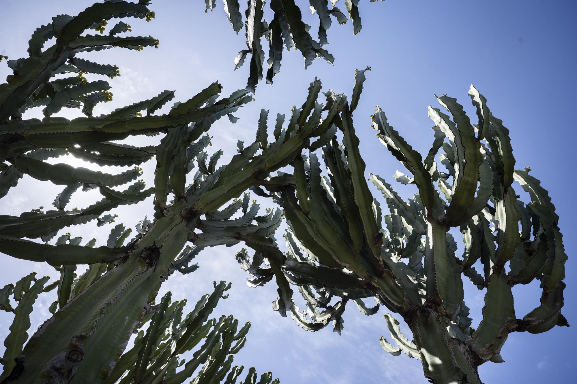 ¿Conoces los jardines de cactus de València?