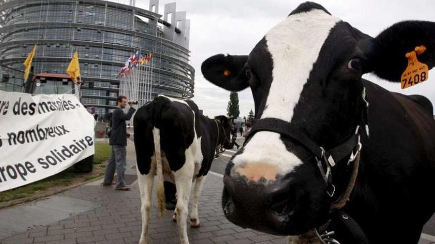 Varias vacas, ante el Parlamento Europeo durante una protesta.