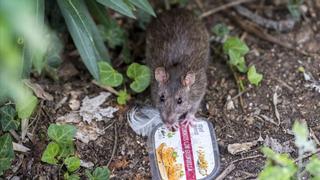 Las especies de ratas que hay en Barcelona
