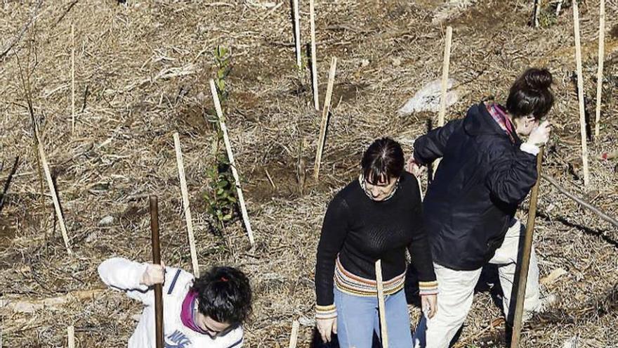 Voluntarios durante la plantación de árboles. // Marta G. Brea