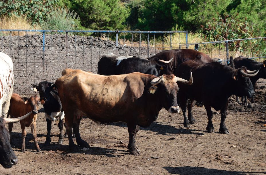 Peris y Machancoses, dos ganaderías de bous al carrer que resisten la falta de festejos