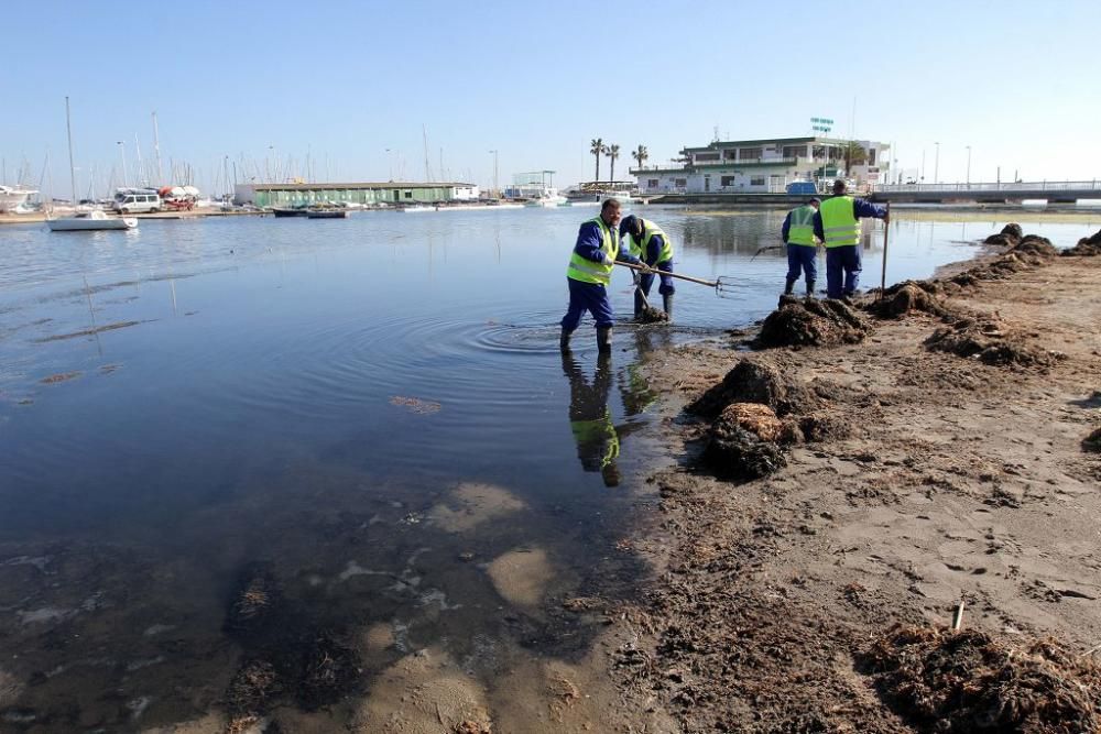 Así trabaja la brigada de limpieza en el Mar Menor