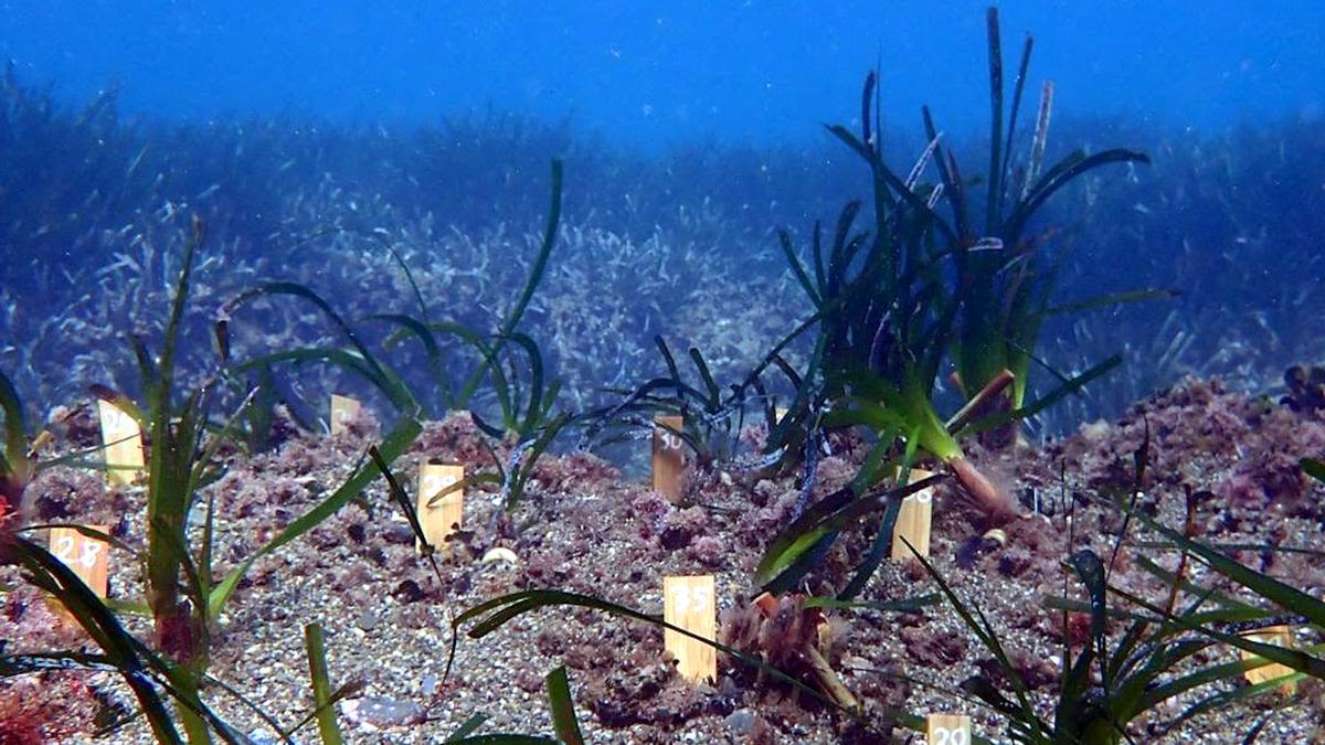 Feixos de posidònia que SUBMON ha replantat dins la parcel·la ubicada a l'espai de custòdia Natura 2000 de l'Albera.