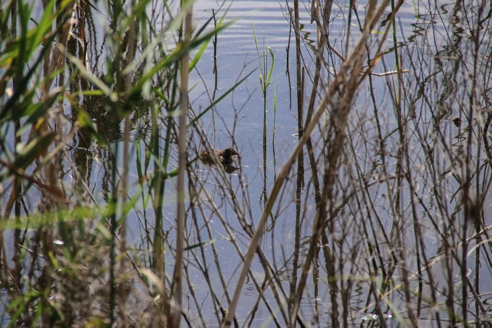 La albufera de Gaianes sobrevive al verano