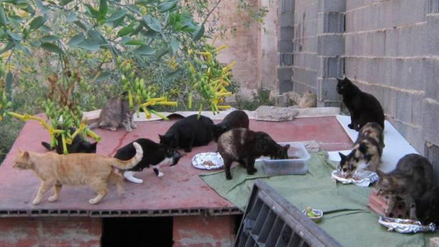 Una de las 500 colonias de gatos de València situada en la calle Gibraltar.