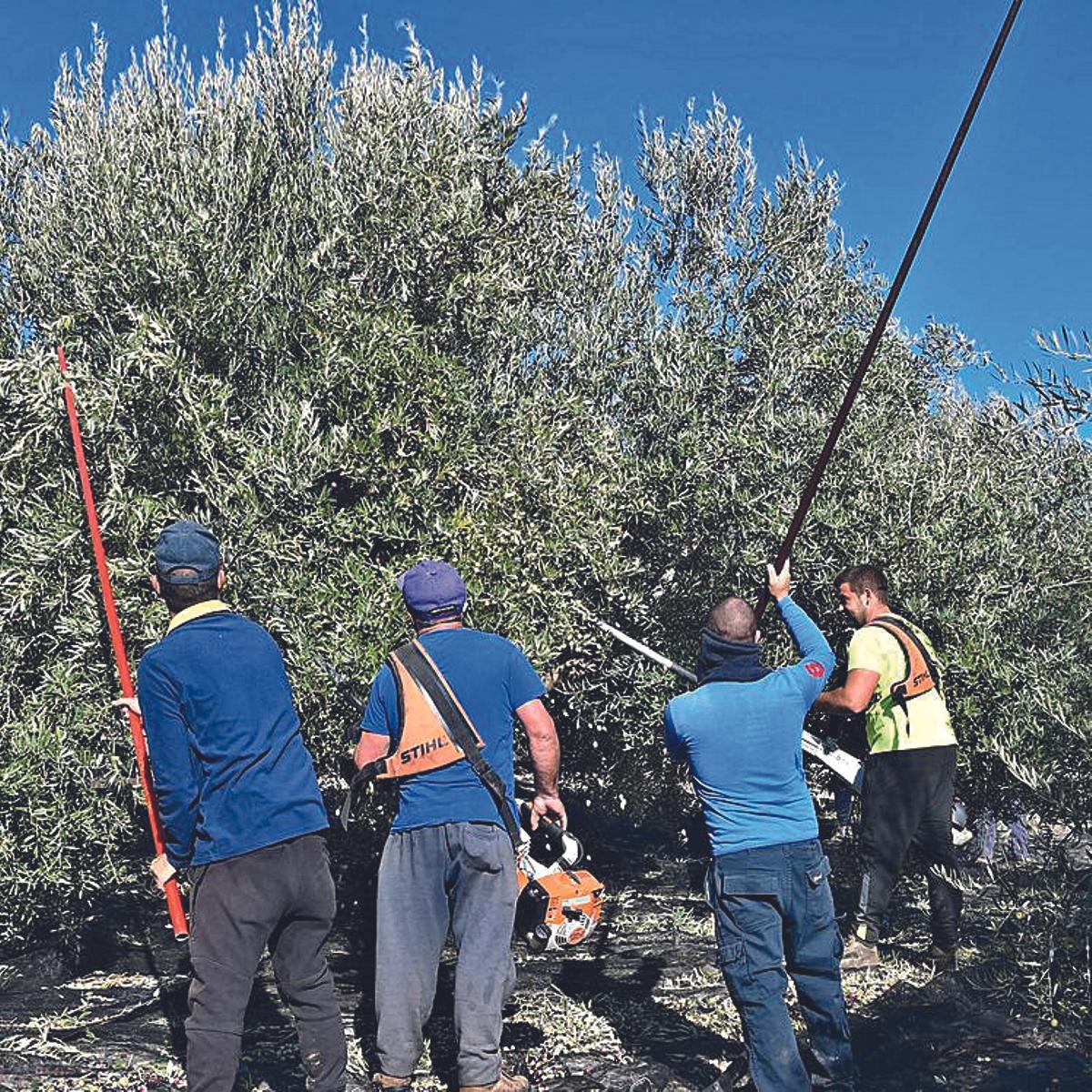 Recogida de aceituna en Córdoba.
