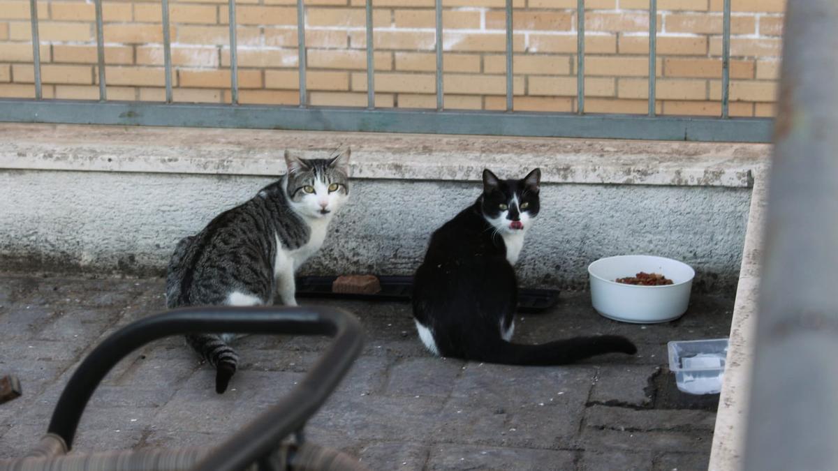 Varios felinos comen en la calle.