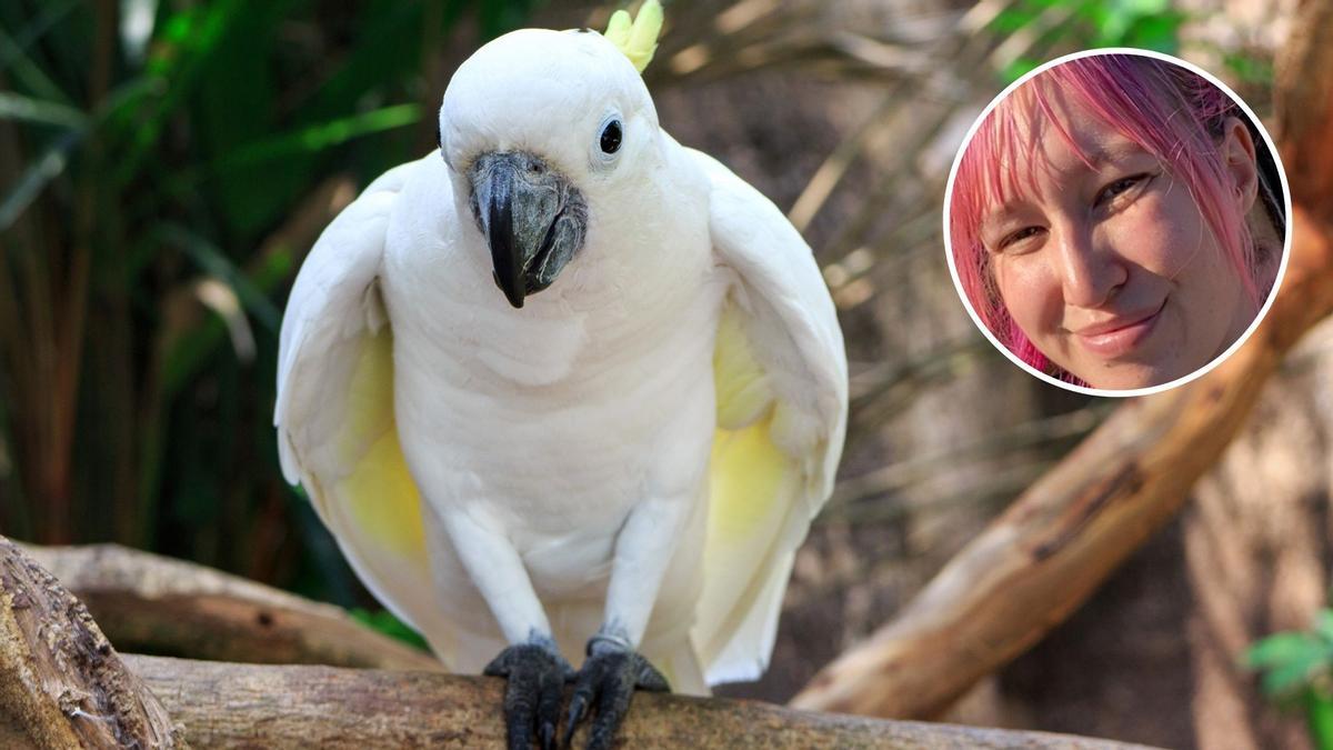 Ejemplar de cacatúa estudiada y en recuadro la investigadora Natasha (Tash) Lubke.