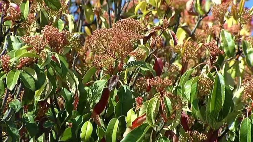 Llega la primavera y con ella las alergias