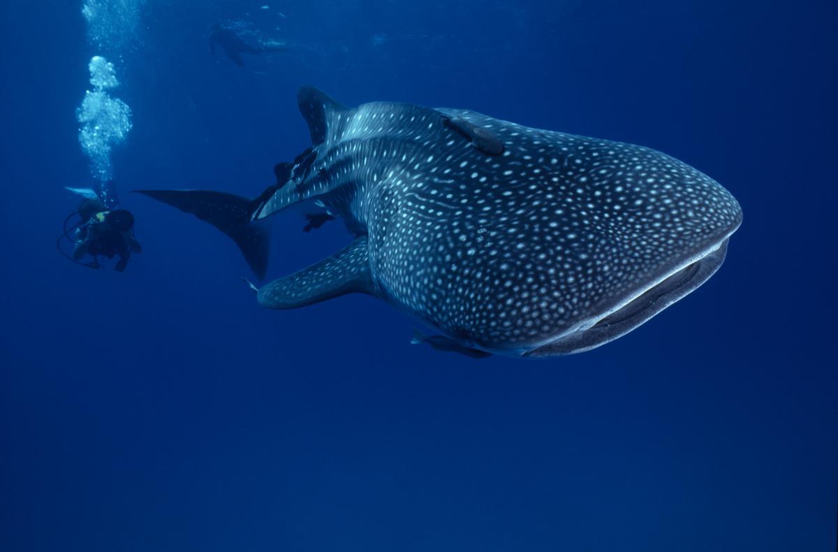 El tiburón ballena es uno de los peces más alucinantes del mundo.