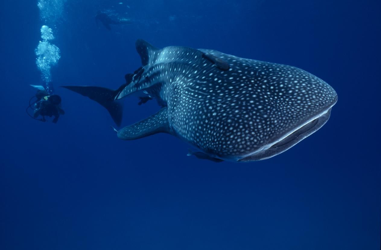 El tiburón ballena es uno de los peces más alucinantes del mundo.