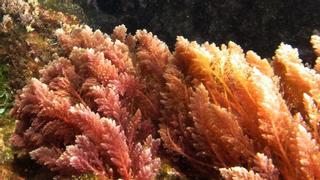La UA participa en una investigación para identificar especies marinas exóticas en aguas españolas