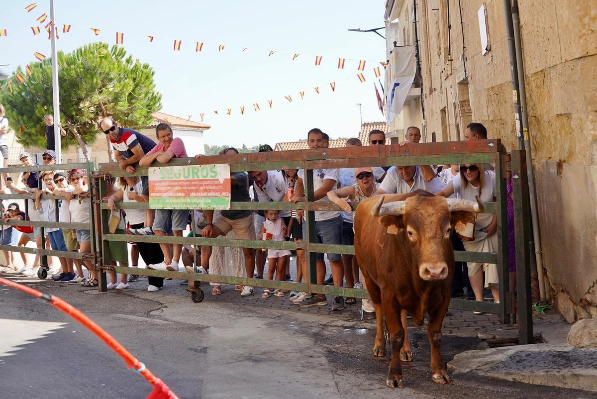 GALERÍA | Emoción y riesgo en el encierro de La Bóveda de Toro