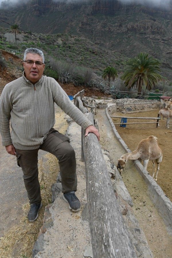 Camellos que este año se han quedado sin cabalgatas