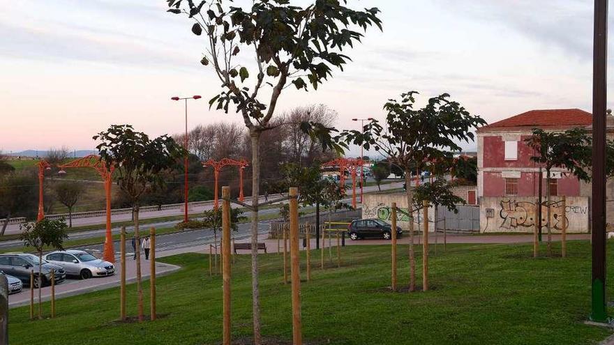 Árboles plantados en el parque Carlos Casares, junto a la antigua prisión provincial.