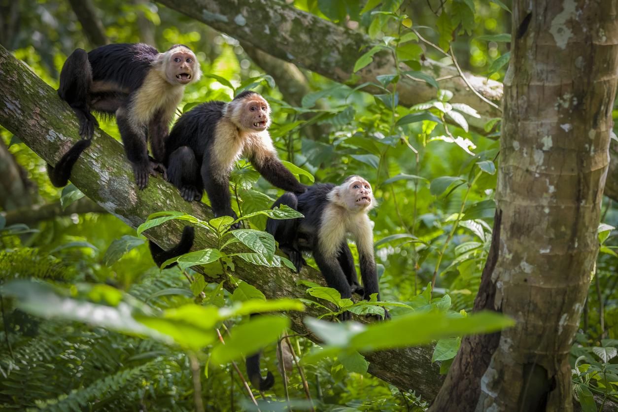 Tres bebés monos capuchinos de cara blanca en las copas de los árboles en el Parque Nacional Cahuita, Costa Rica