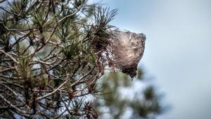 Els veterinaris alerten  del perill per als gossos