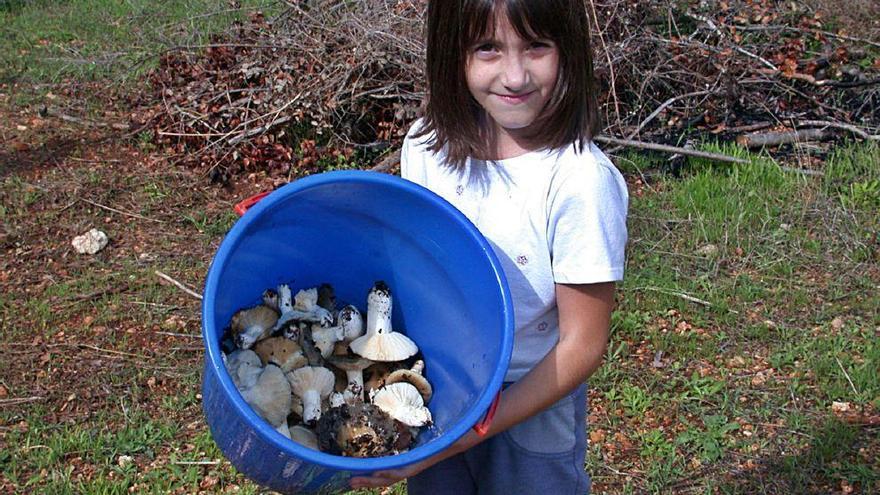 Una niña muestra un cubo de &#039;blaves&#039; recién recolectado en una finca de Sencelles.