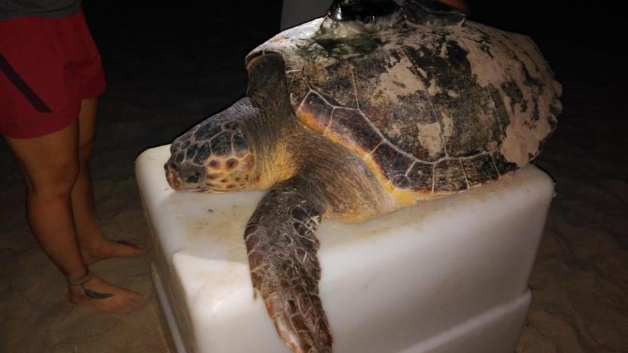 Intento de nidificación de una tortuga boba en Orihuela Costa