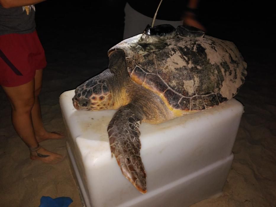 El ejemplar no ha desovado finalmente en la playa de Cala Capitana. Los biólogos han tomado muestras genéticas, han realizado una ecografía y le han colocado un gps.