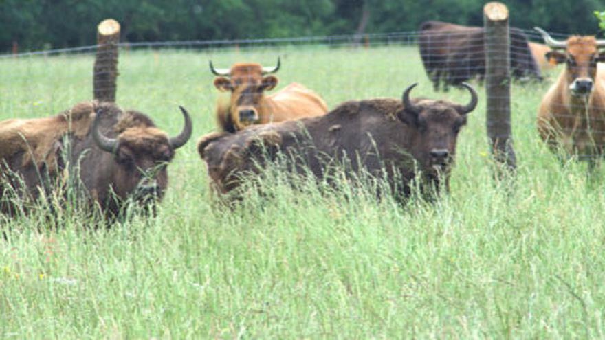 Asturias, lugar de bisontes