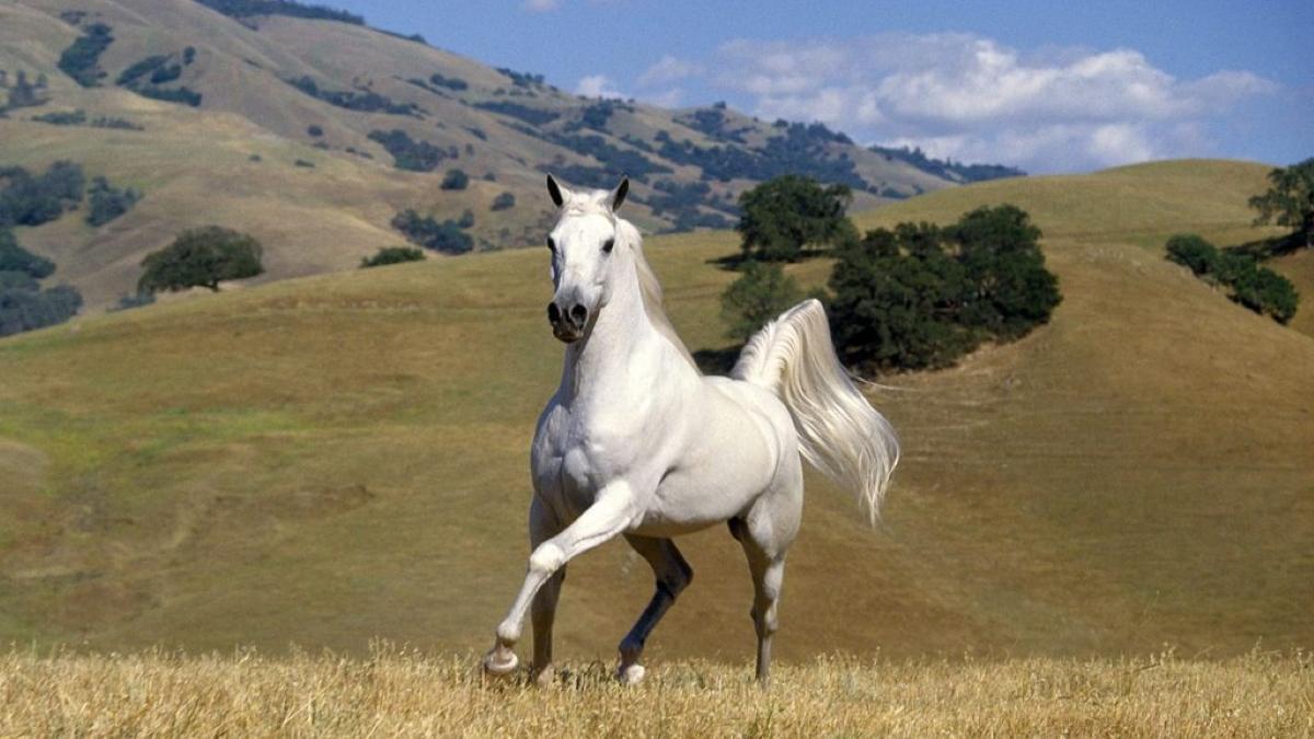 Caballo de Pura Raza Española (PRE).