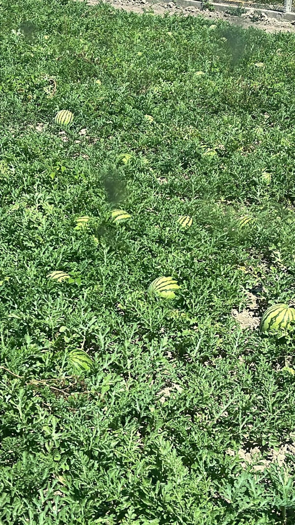 Campos de sandías de Vicent Navarrete en Cullera