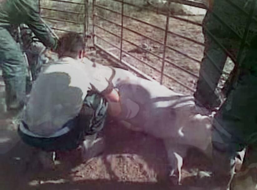 Imágenes del maltrato animal a los cerdos