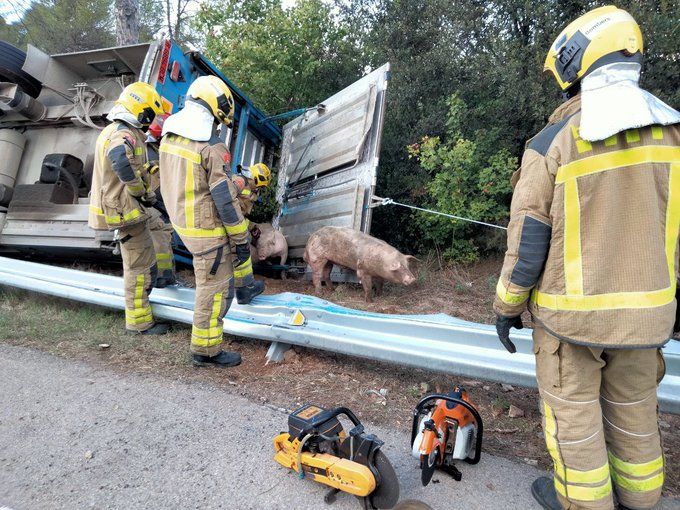 Bomberos sacan del camión siniestrados a los cerditos.