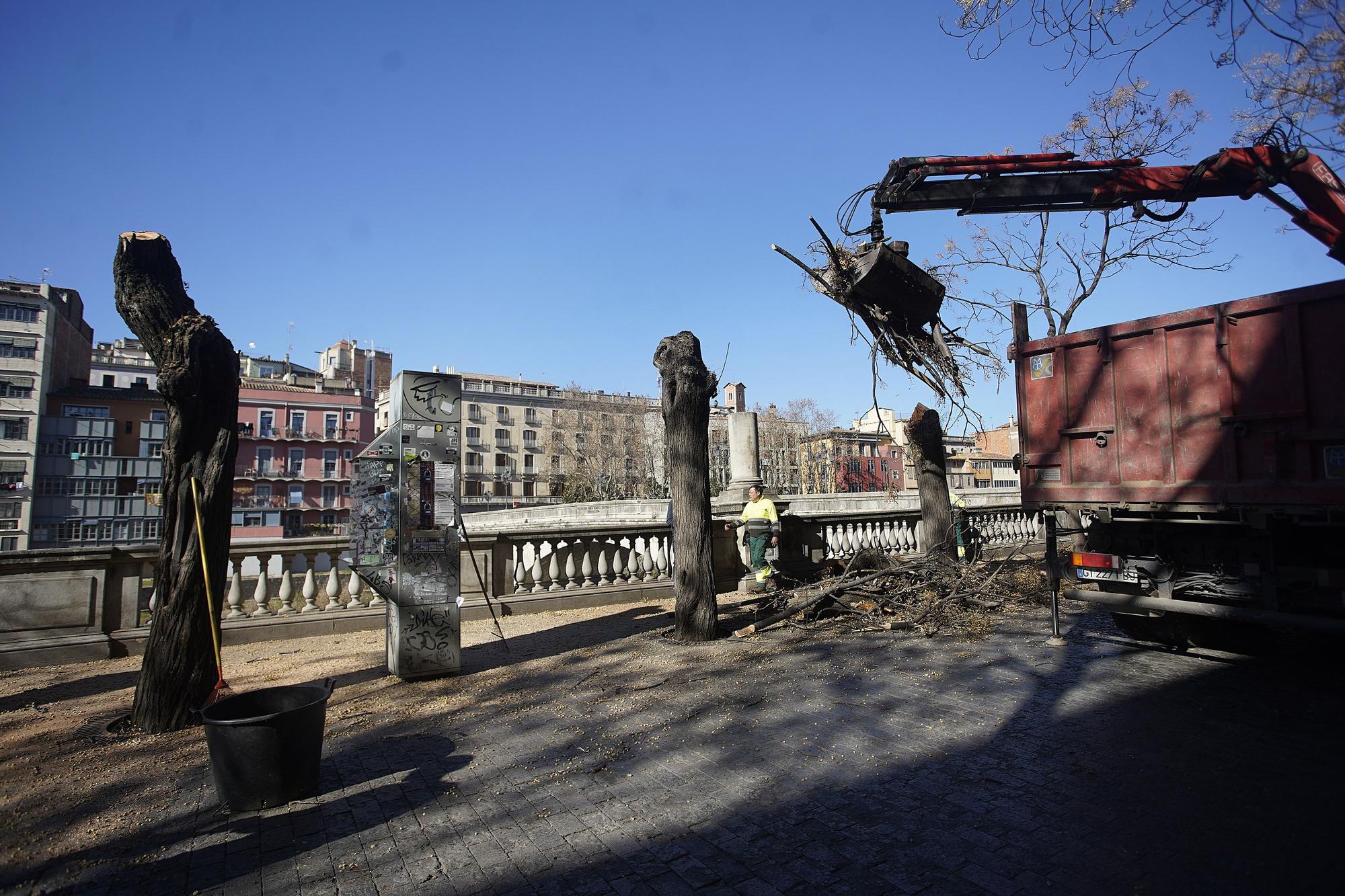 Talen cinc arbres a prop del pont de Pedra de Girona que podien caure