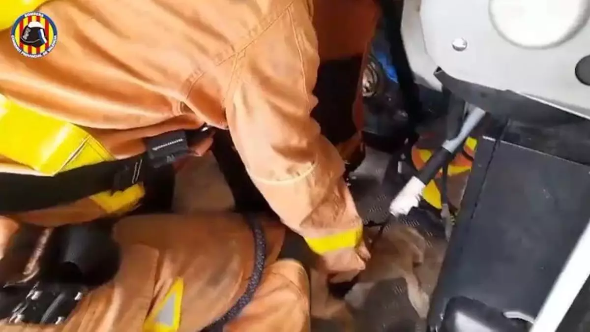 Rescatan a una cabra que estaba atrapada en las vigas de un puente en Sagunt