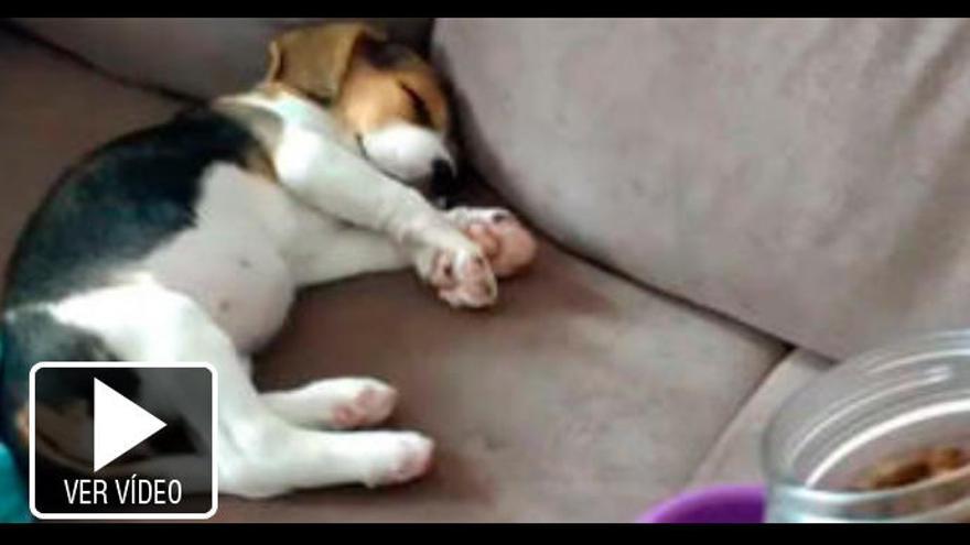 La divertida reacción de un cachorro dormido cuando escucha a su dueño servirle la comida