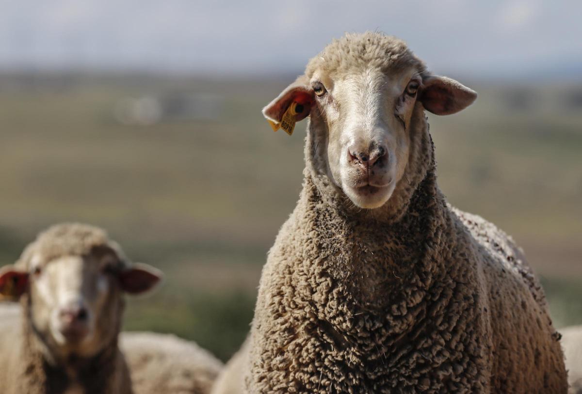Dos ovejas merinas en una explotación de la provincia de Badajoz.