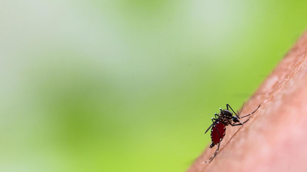 Imagen de un mosquito tigre.