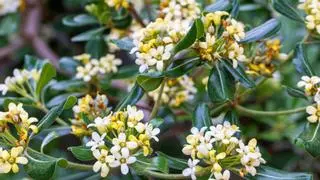 No son las gardenias ni las hortensias: este es el mejor arbusto para terrazas con poca luz y casi sin cuidados