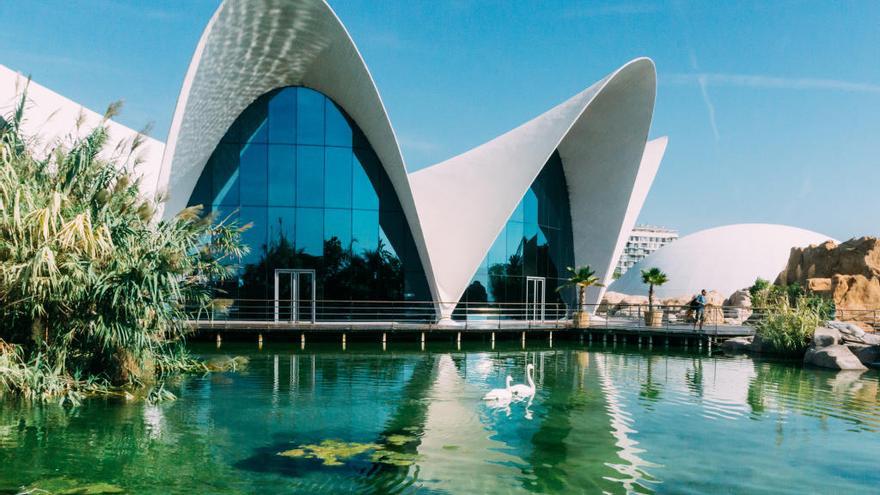 El Lago Vivo del Oceanogràfic, en una imagen de archivo.