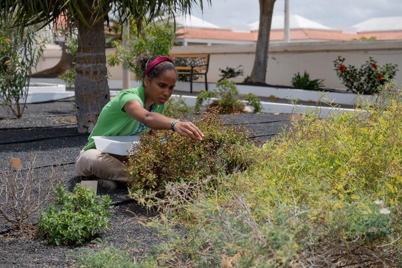 Transición Ecológica premia a los 'Guardianes de Famara' por la restauración ecológica