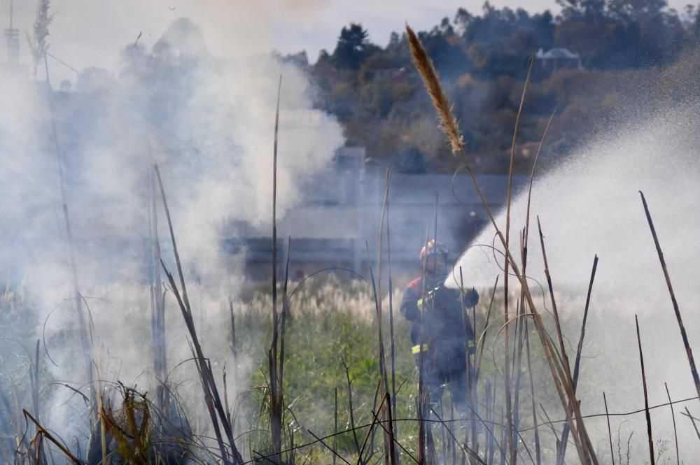 El Concello prueba cómo eliminar con fuego esta especie invasora.