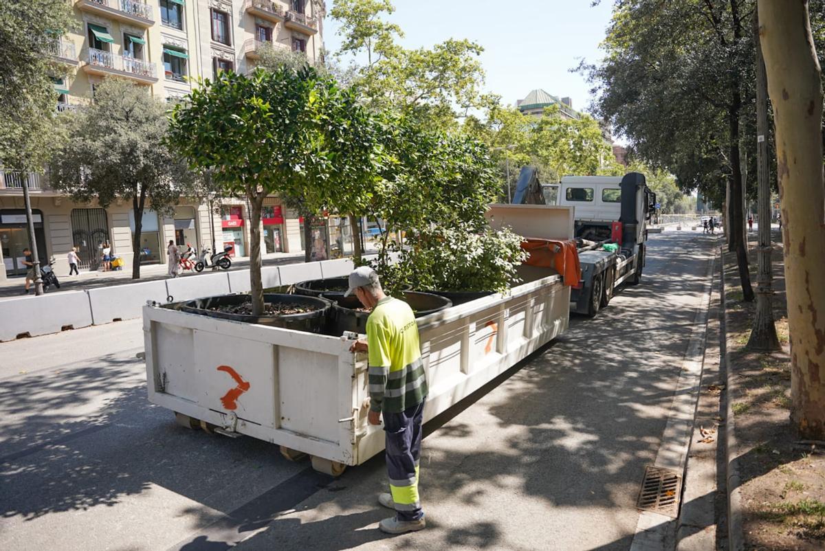 Un operario descarga macetas en la Diagonal.