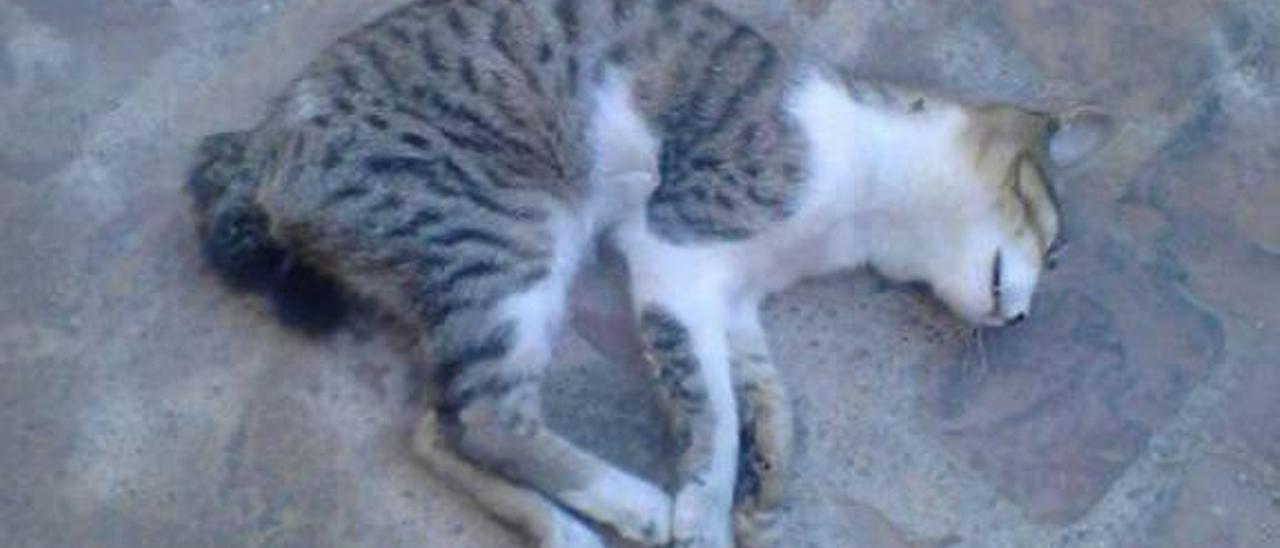 Mueren otros dos gatos envenenados en Sagunt - Levante-EMV