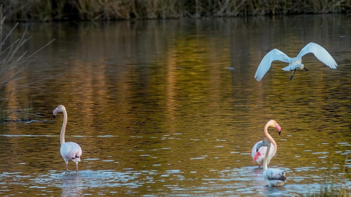 Ultimátum de la UE a España por la situación crítica de Doñana