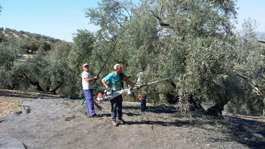 Recolección de la aceituna en la comarca de Antequera.