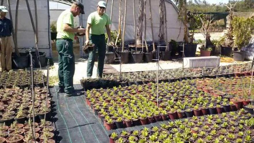 El Ayuntamiento ahorrará 20.000 euros en jardinería con la producción propia de plantas