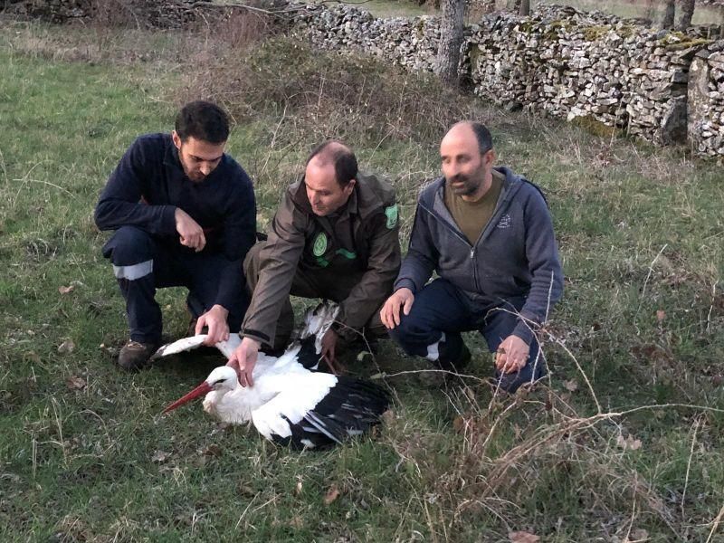 Rescate de una cigüeña blanca en Rabanales.