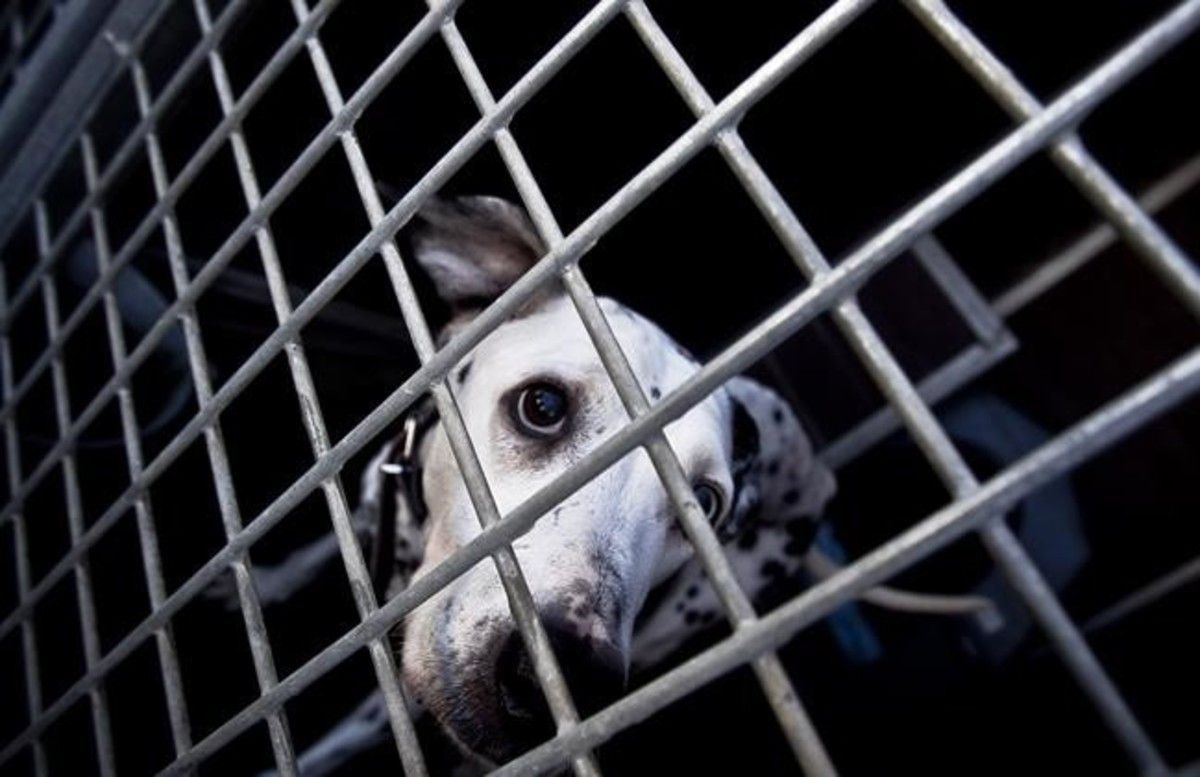 Un perro acogido en el Centro de Acogida de Animales de Compañía de Barcelona (CAACB).