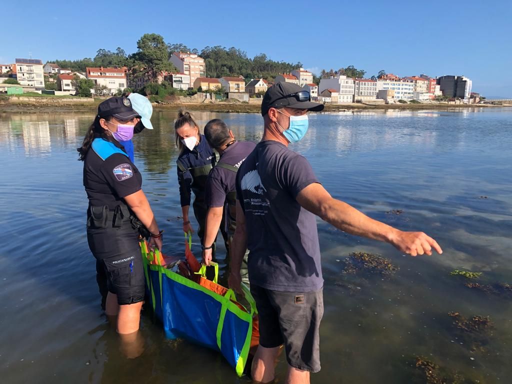 Miembros de Policía Local, Emergencias O Grove y BDRI trasladando a un delfín común varado en A Toxa.