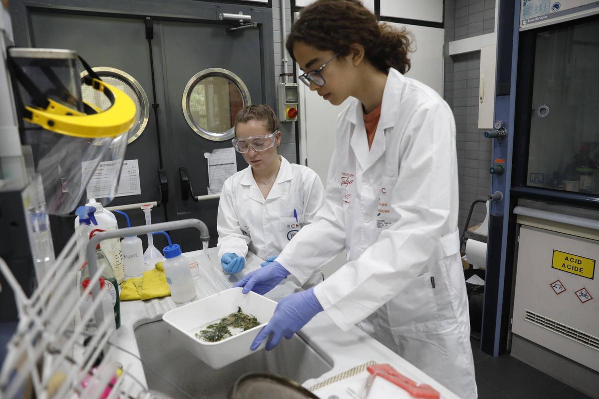 Rocío Bejeda y Lucas Céspedes lavan unas algas en el laboratorio.