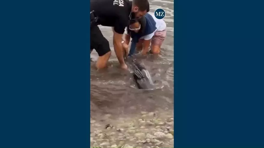Delfin in der Bucht von Port de Pollença gestrandet