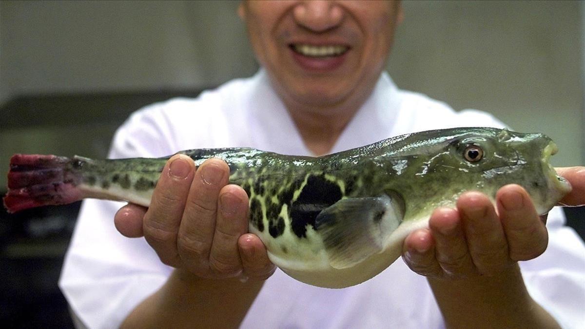 Alerta en una ciudad japonesa por la venta de un pez globo que podría ser mortal