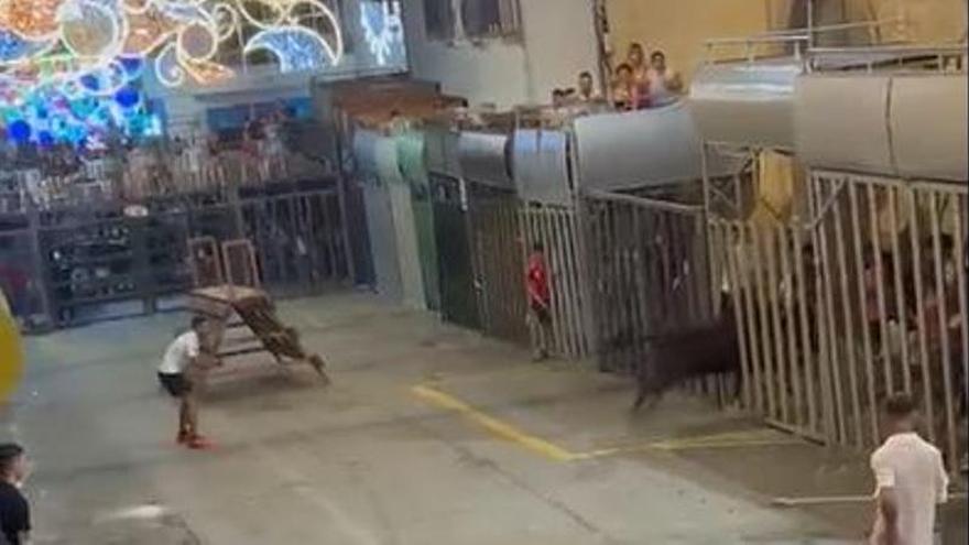 Tremendo susto en los "bous al carrer" de Pedreguer: un toro se mete en la barrera y deja un herido con contusiones